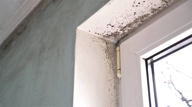 Best Mold Removal Specialists  in Humansville, MO