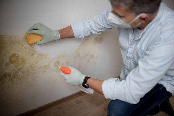 Attic Mold Removal in Humansville, MO
