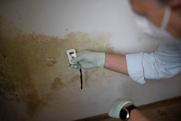 Best Commercial Mold Removal  in Humansville, MO