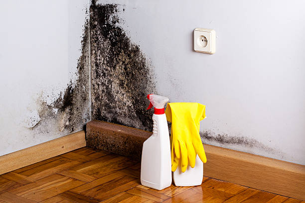Best Attic Mold Removal  in Humansville, MO