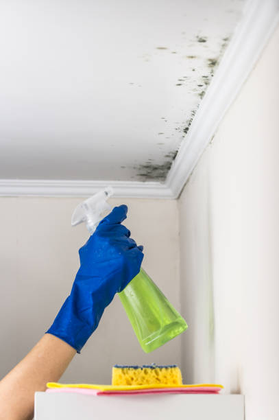 Trusted Humansville, MO Mold Removal Experts