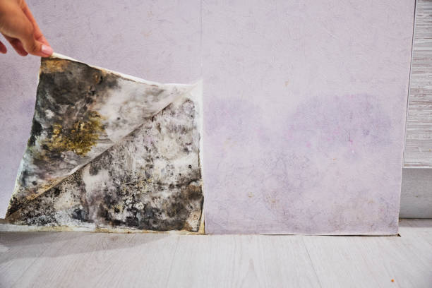 Best Best Mold Removal Companies  in Humansville, MO